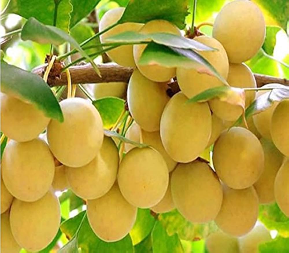 Ginkgo biloba seeds on tree branch