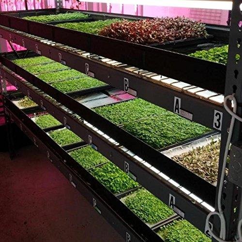Broccoli microgreens with small green leaves