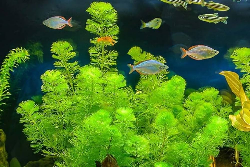 Aquarium Plant Seeds Live Carpet Plants