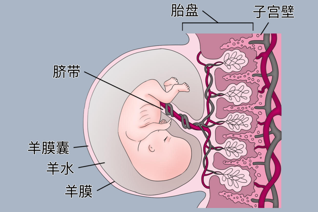 子宫胎盘血液循环的医学示意图