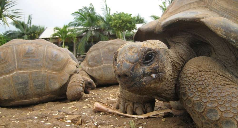 François Leguat Giant Tortoise Reserve