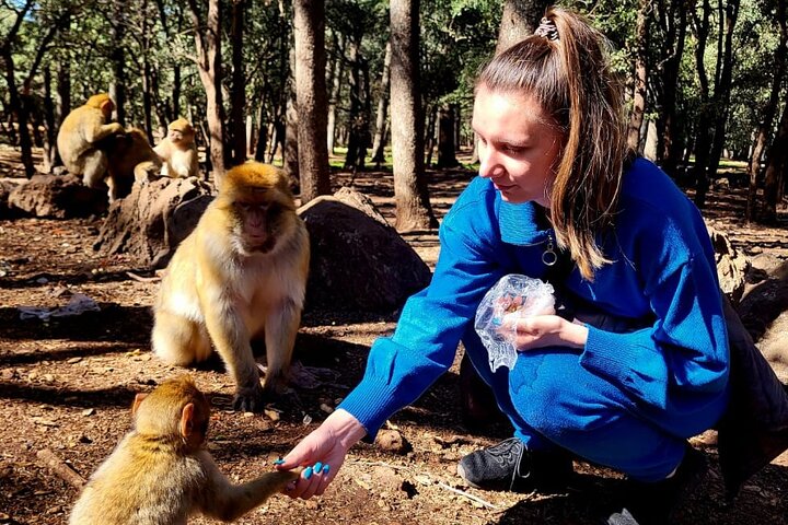 Touriste nourrissant un singe magot dans la forêt d'Azrou