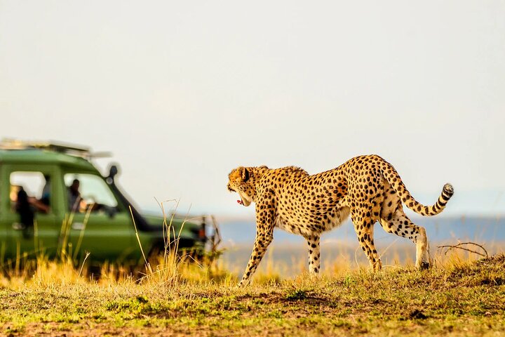 Cheetah walking past safari jeep Tsavo Kenya