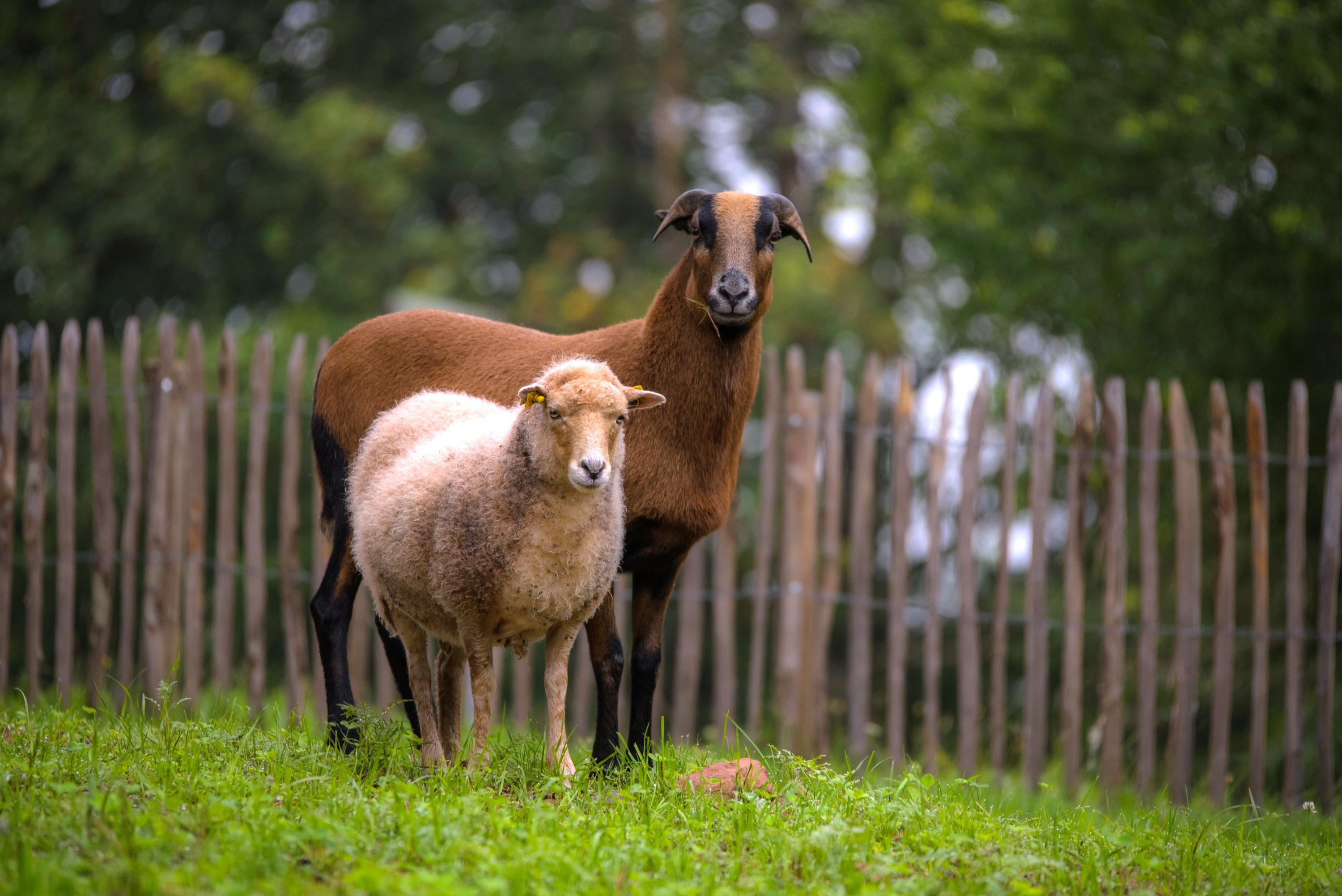 Ouessant sheep in vineyard