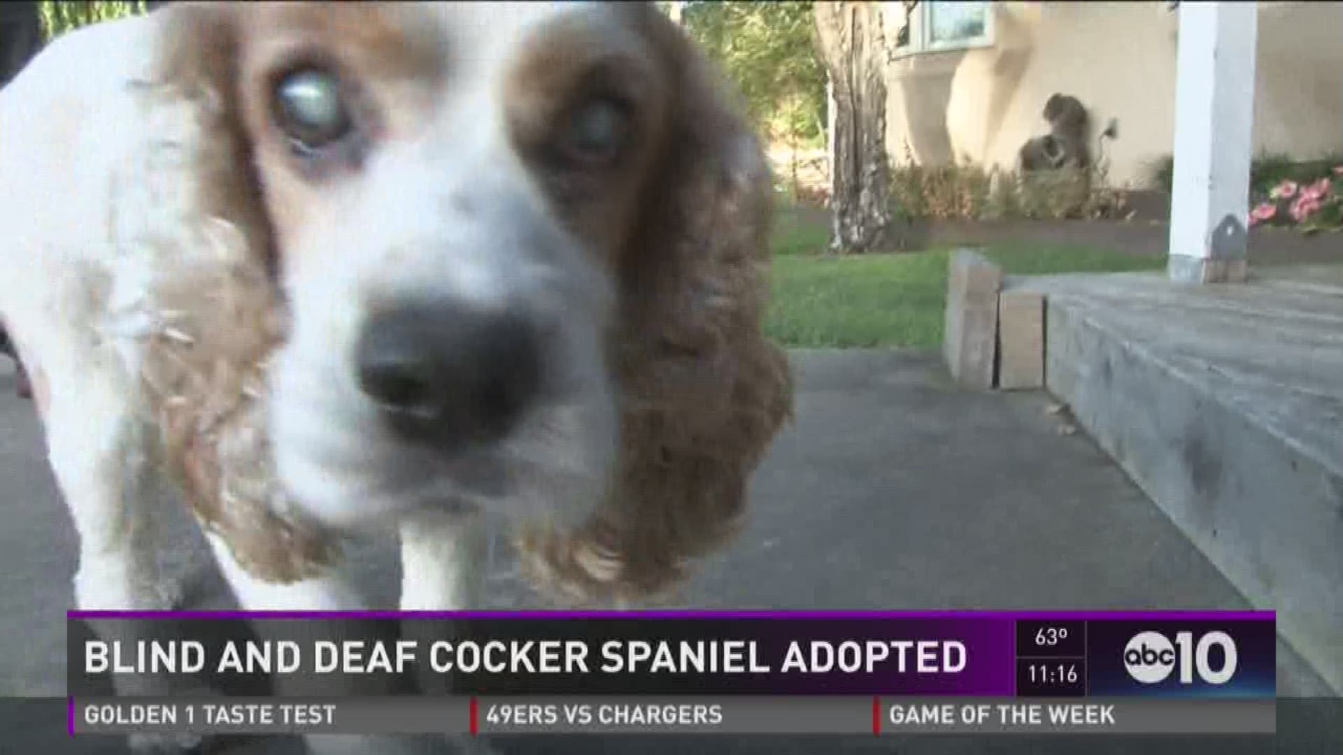 Cocker spaniel cego e surdo aguardando adoção em abrigo