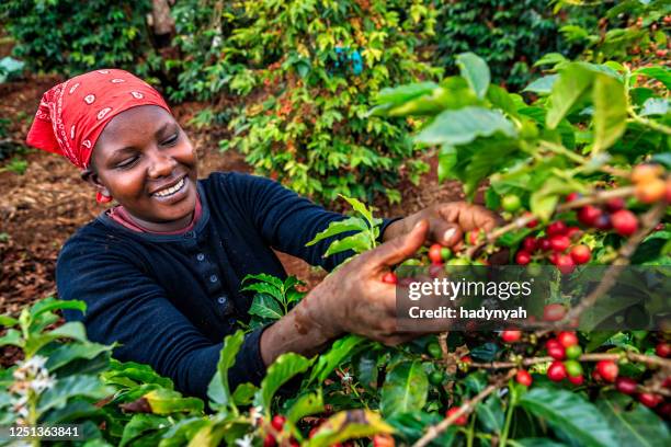 Woman harvesting coffee cherries Kenya