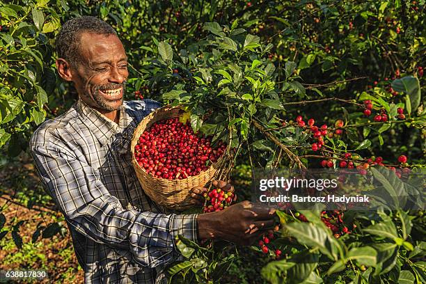 Ethiopian coffee farmers sorting cherries on raised drying beds