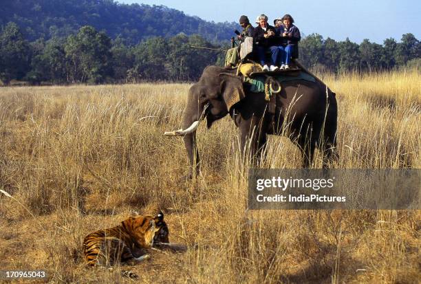 Tiger sighting from elephant