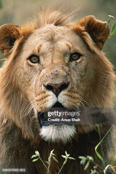 Lion portrait Masai Mara Kenya