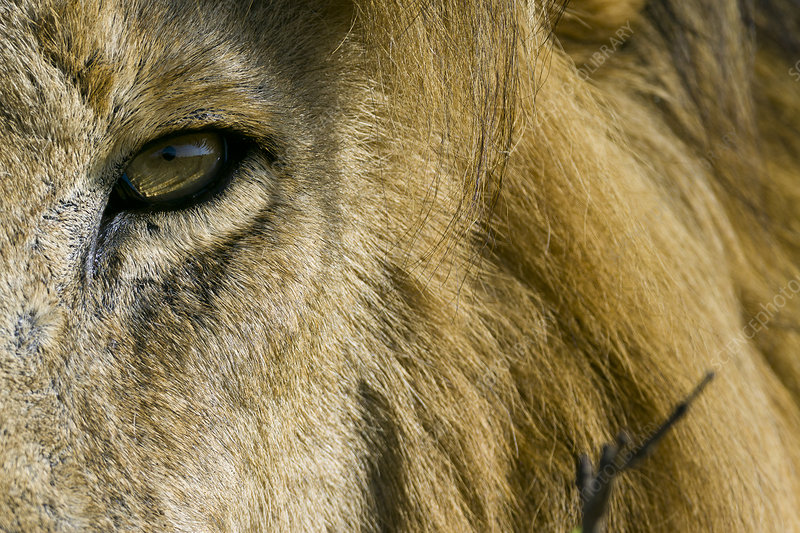 Lion close-up Masai Mara Kenya