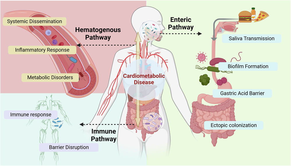 Eje oral-intestinal