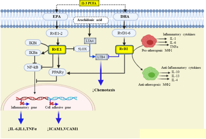 Scientific diagram illustrating the anti-inflammatory effects of omega-3 fatty acids at cellular level