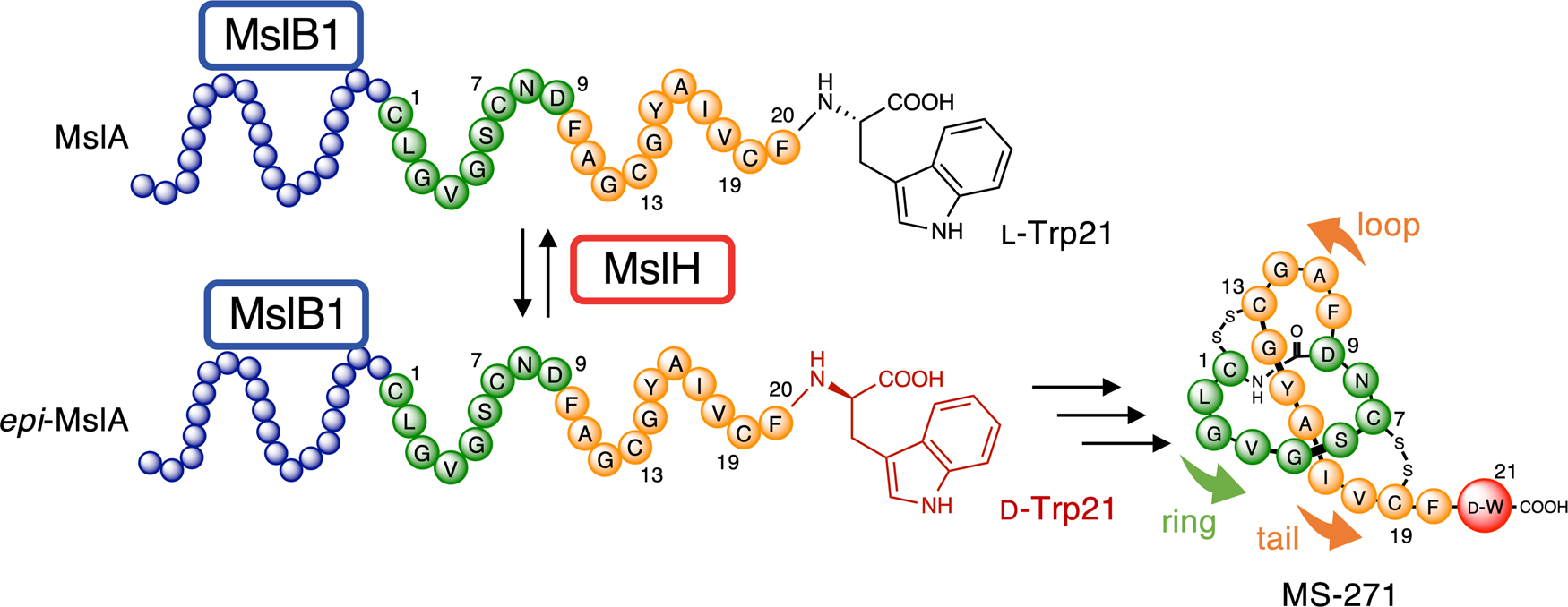 Abstract molecular structure of peptides