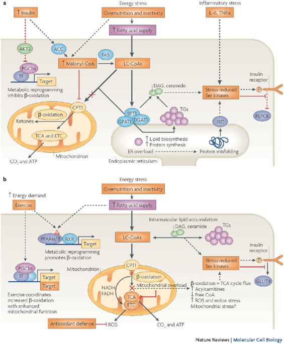 Insulin resistance mechanism