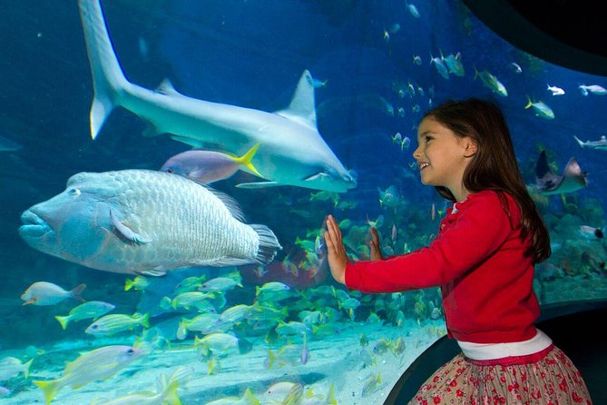 Girl watching shark swim overhead in the glass tunnel