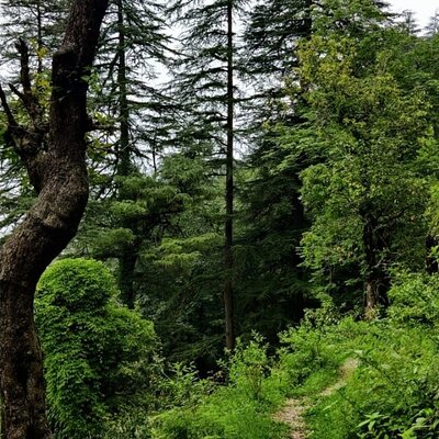Rishikesh forest nature walk trail
