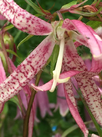 12 Stunning Campanula Varieties 8 Pink Octopus bellflower with distinctive spidery petals