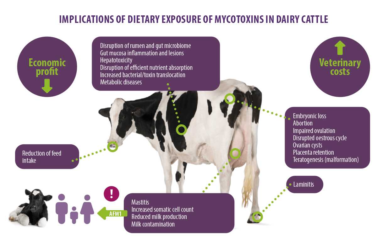 Mycotoxicose