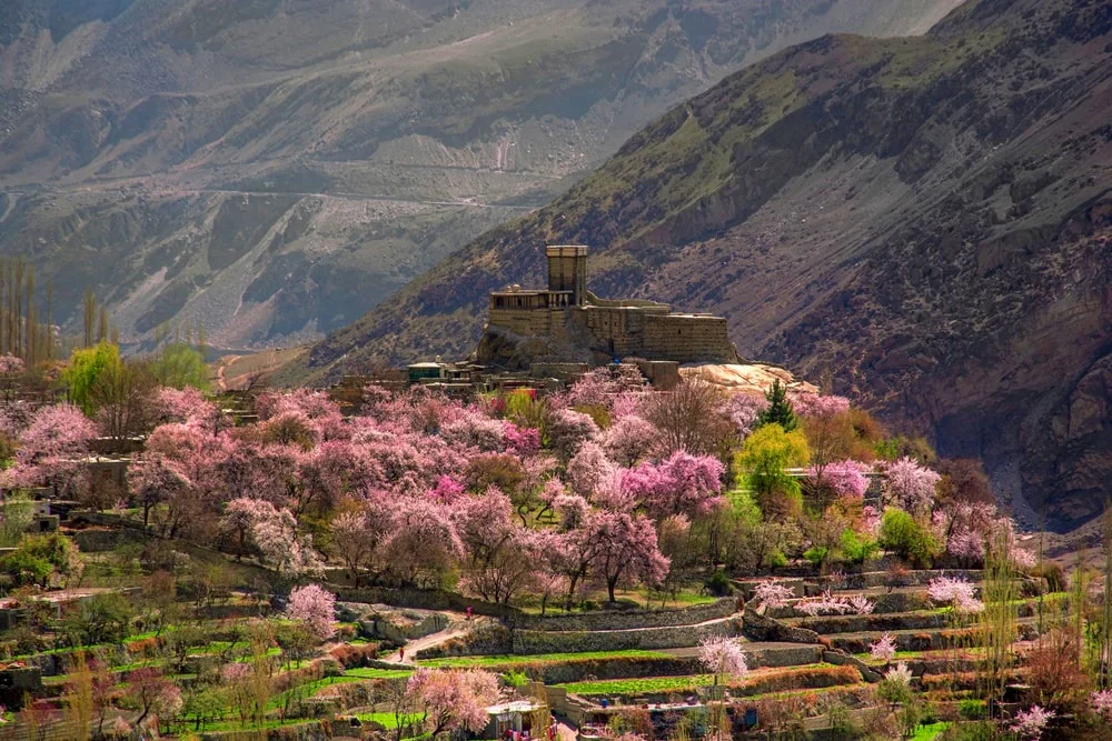 Cherry Blossom Hunza Tour spring with pink flowers and Baltit Fort