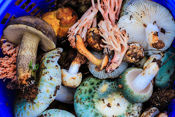 Wild Mushrooms of Yunnan-