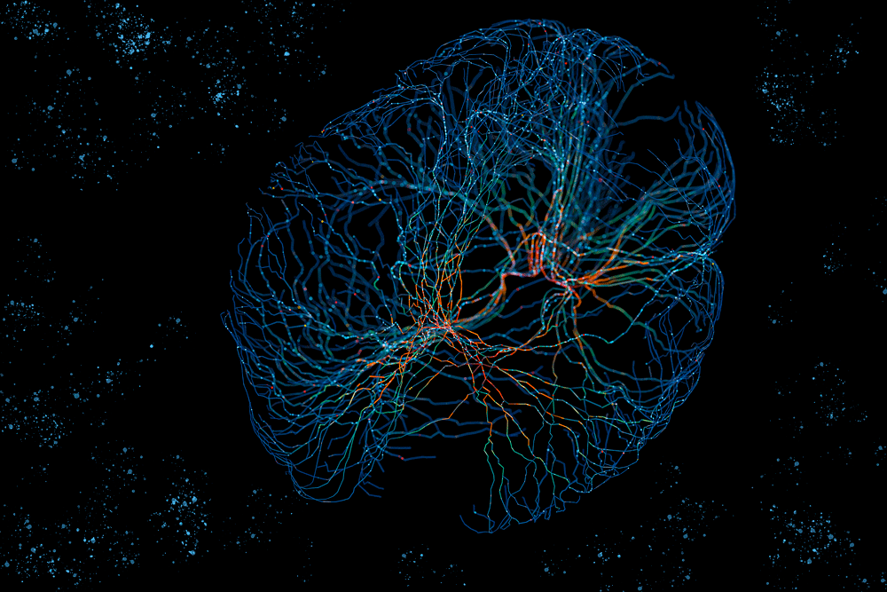 Visualization of neural connections in the brain