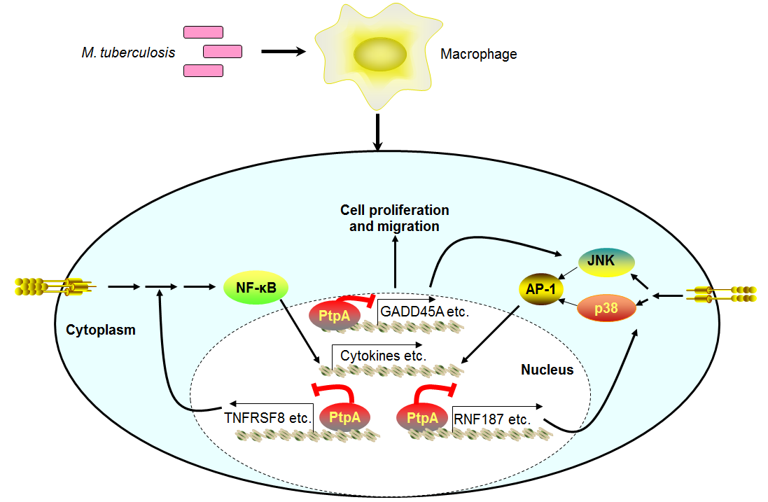显微镜下巨噬细胞内的结核分枝杆菌