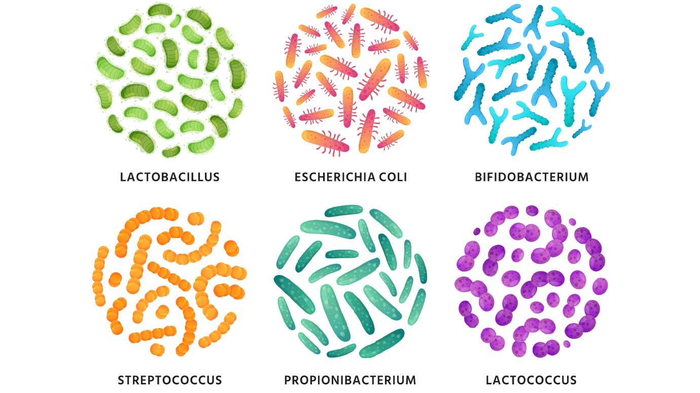 Gut microbiome bacteria illustration showing different bacterial strains