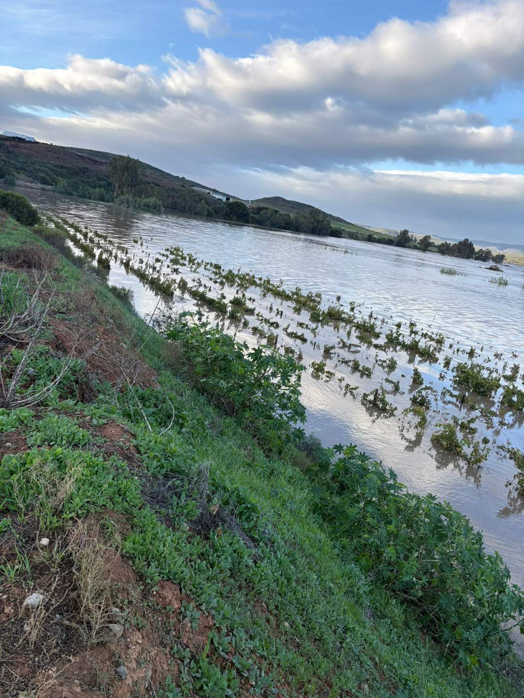 Vineyards completely submerged by floodwater