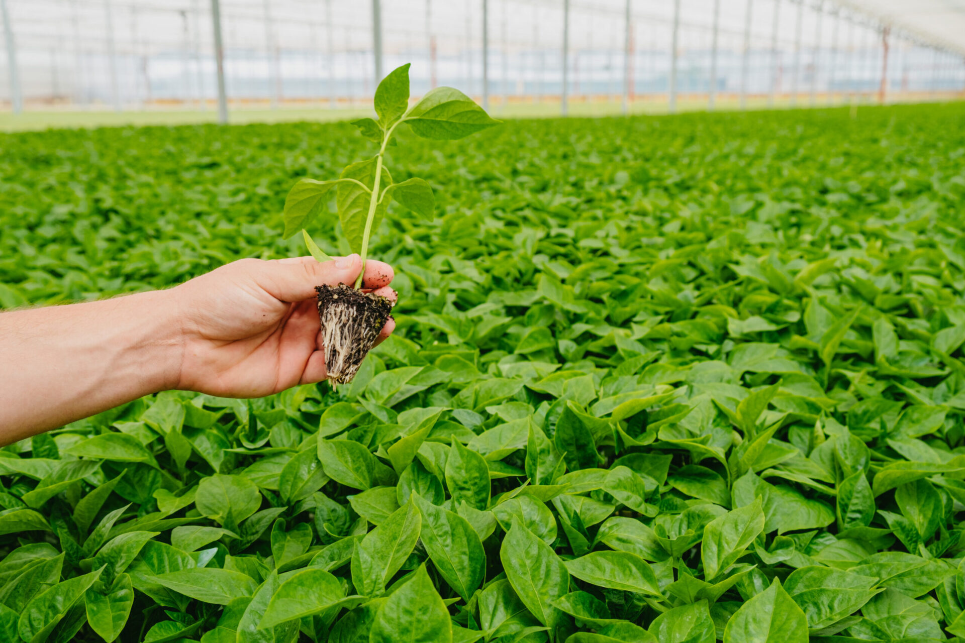 Seeds and Seedlings