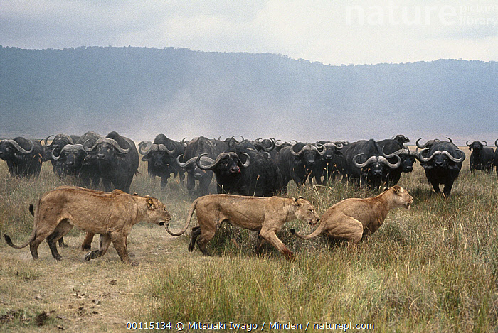 Lion pride with buffalo herd Masai Mara