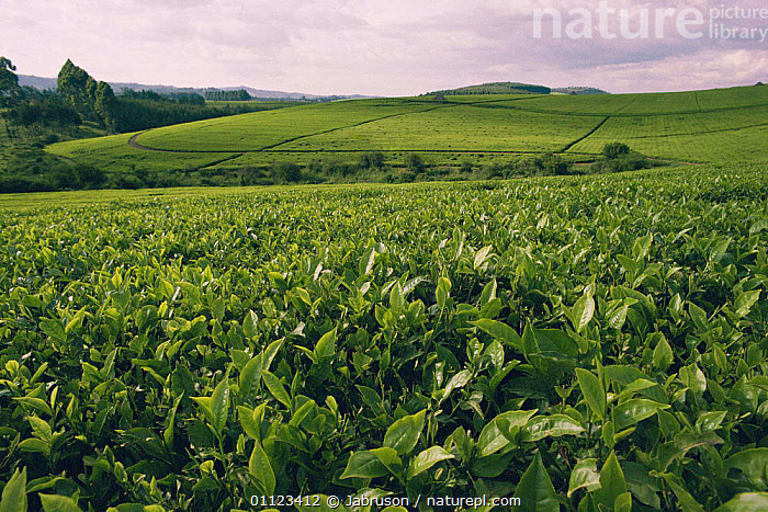 Tea plantation Kericho region Kenya