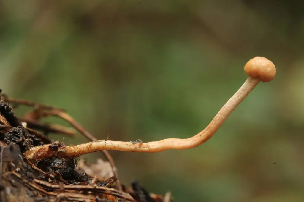 Champignon Cordyceps dans son habitat naturel montagneux