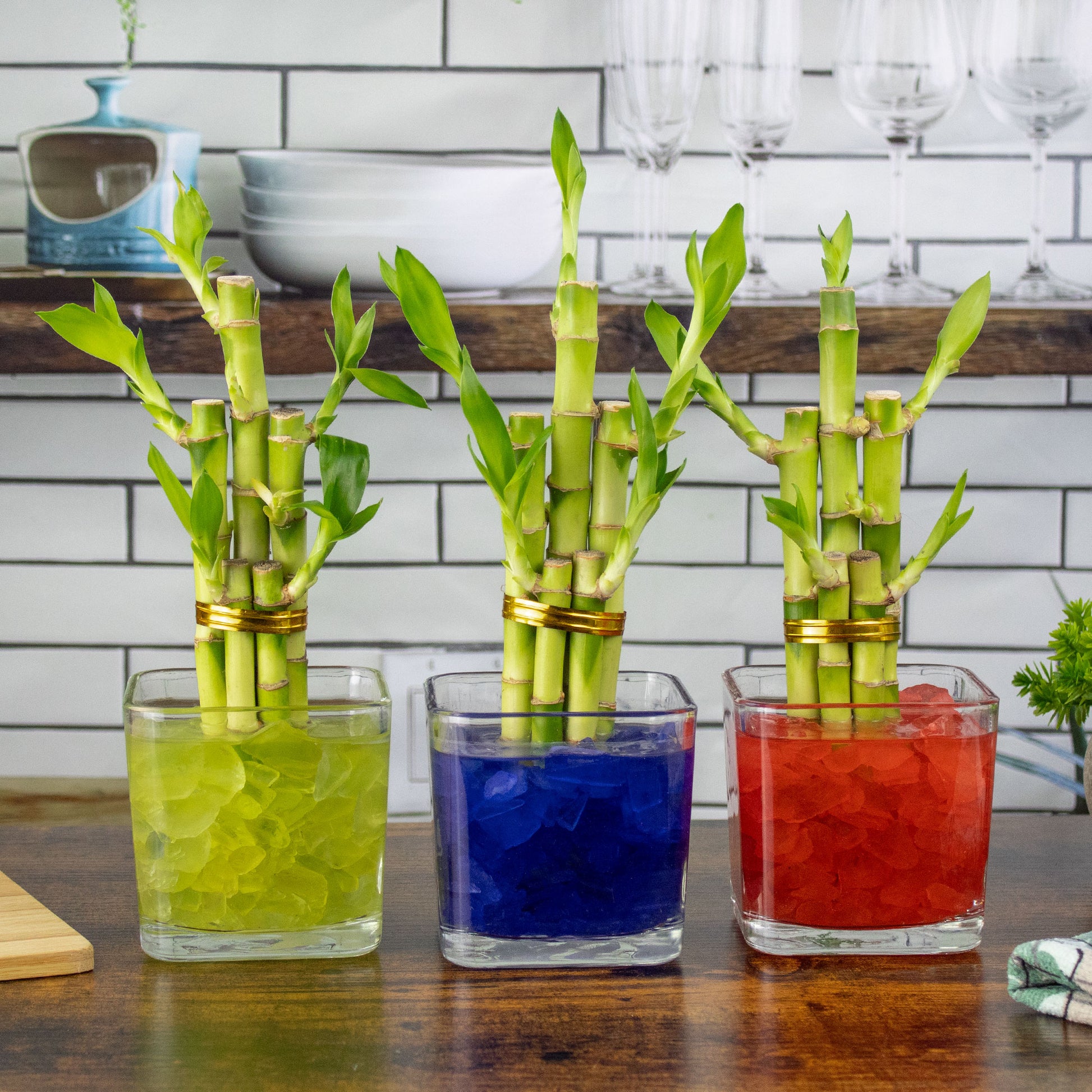 Lucky Bamboo Five Stalk Arrangement in Square Glass Vase – NW Wholesaler