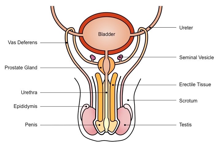 CBSE Class 10 Science Notes How do Organisms Reproduce - Human Male Reproductive System Diagram showing testis, vas deferens, seminal vesicle, prostate gland and penis