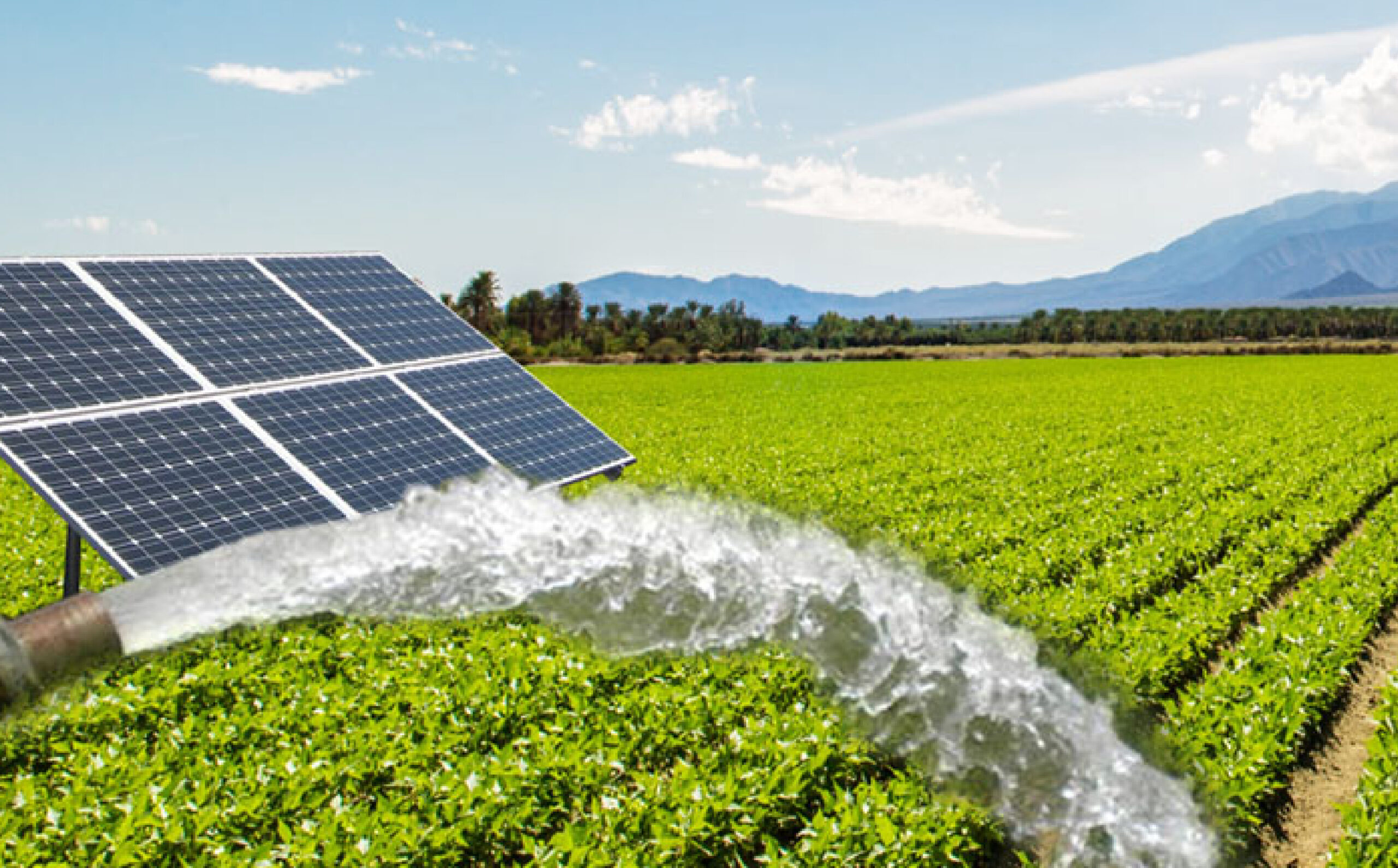 Solar-powered drip irrigation system in Rajasthan farm
