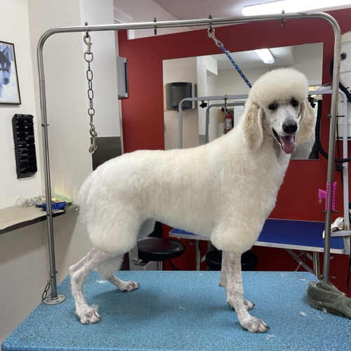 Caniche Gigante blanco en mesa de grooming profesional, pelaje perfecto de criador ético