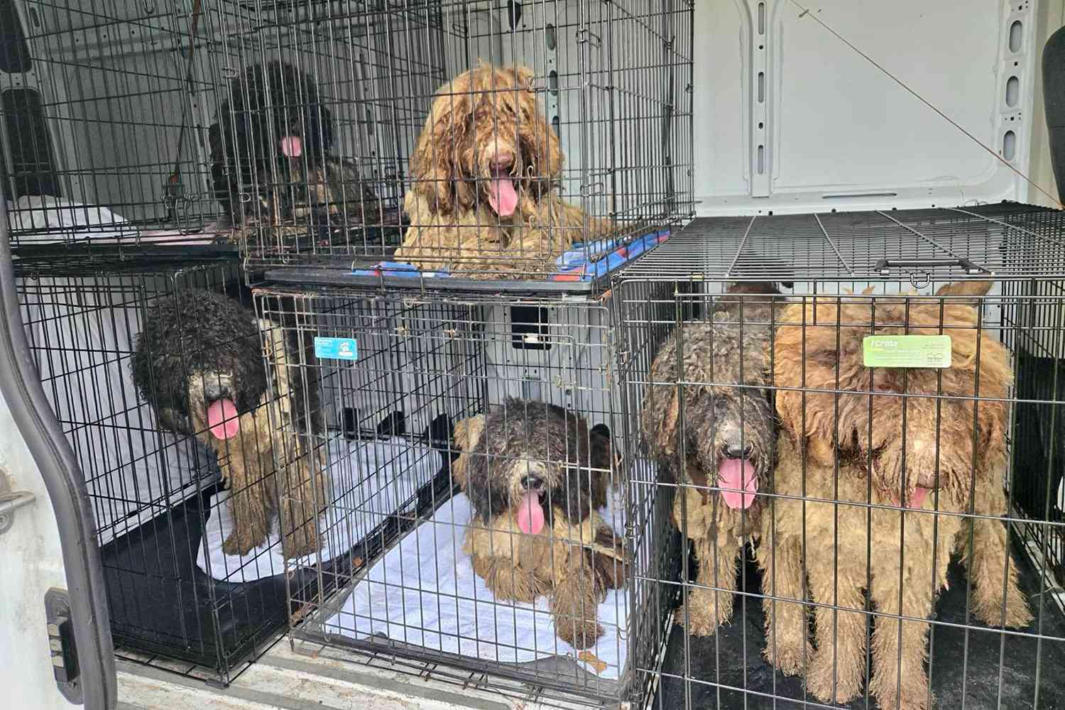 Cães poodle resgatados em transporte após operação de resgate em massa