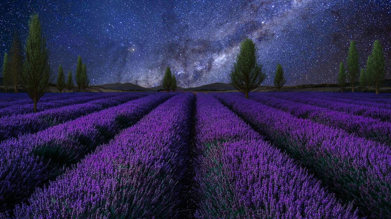 薰衣草田上空的星空