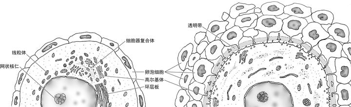 卵母细胞线粒体显微结构图