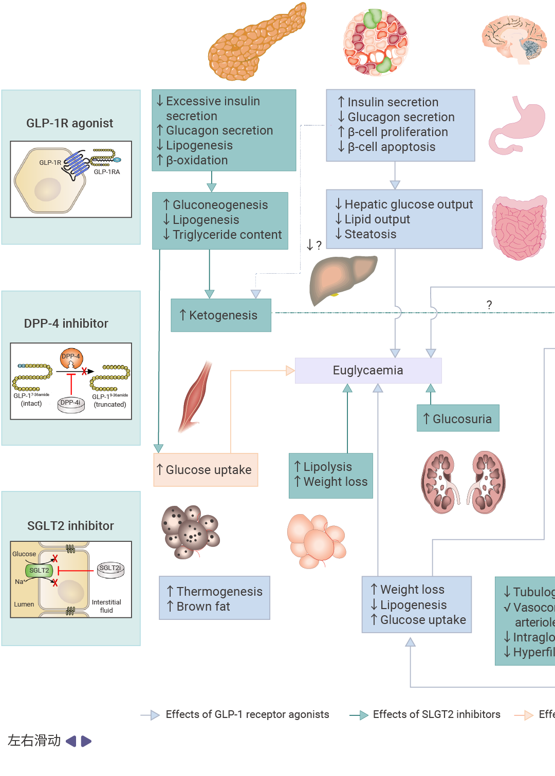 GLP-1受体激动剂作用机制