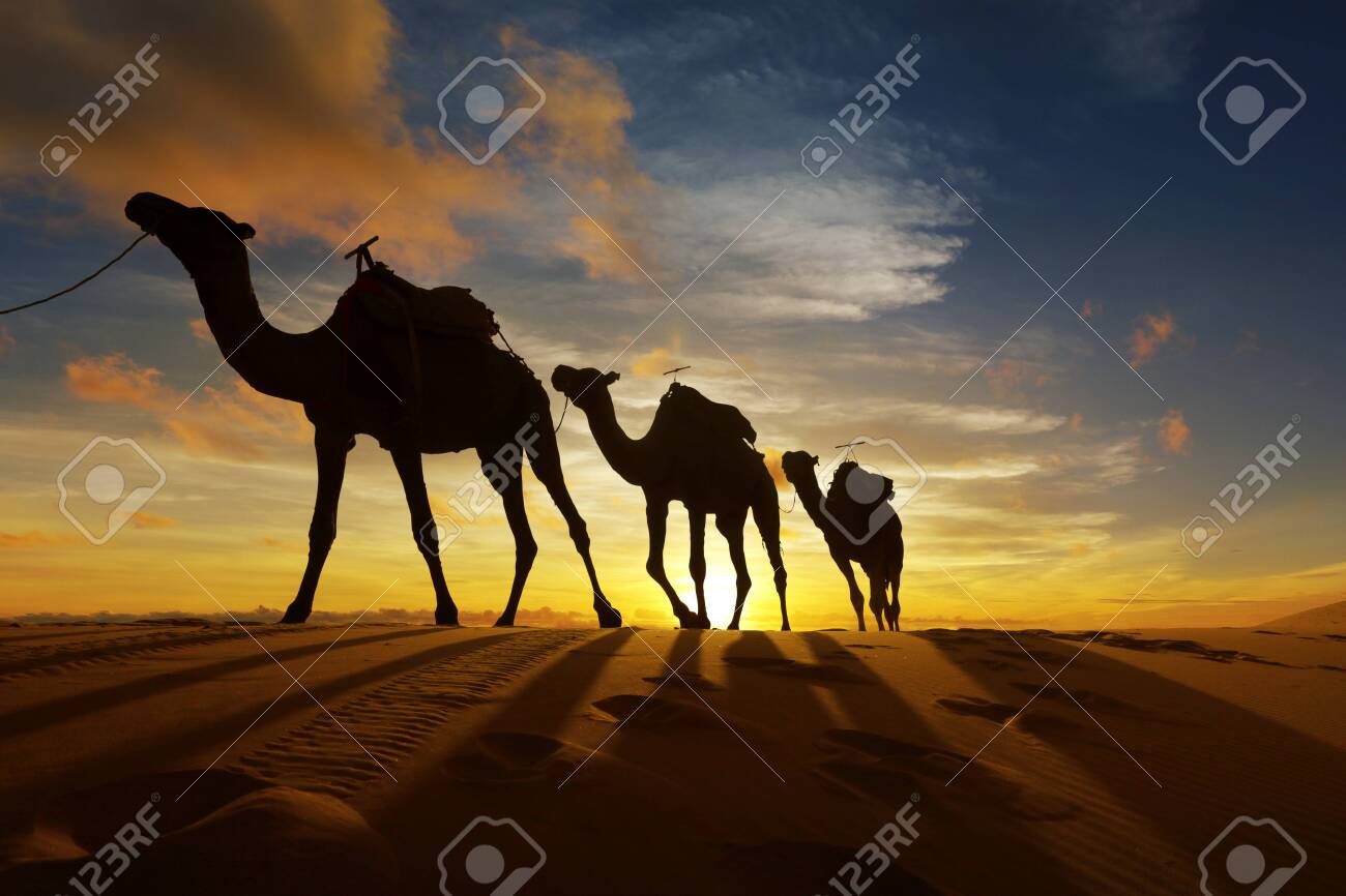 Caravane de chameaux dans le désert du Sahara marocain au coucher du soleil