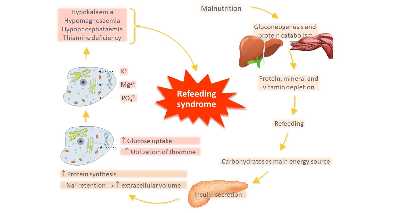 Metabolic transition during starvation and refeeding