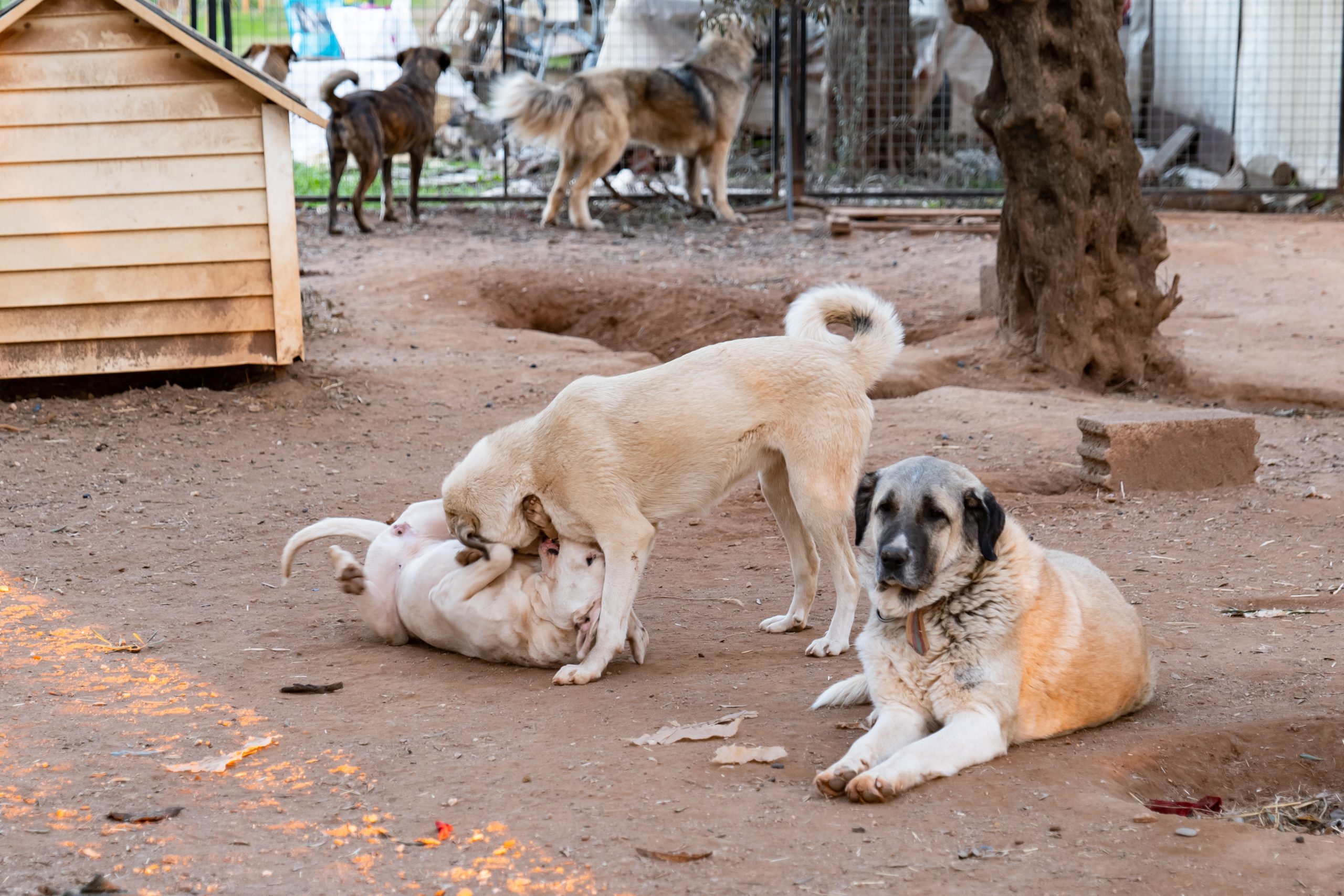 Türkiye'deki barınakta Kangal köpekleri