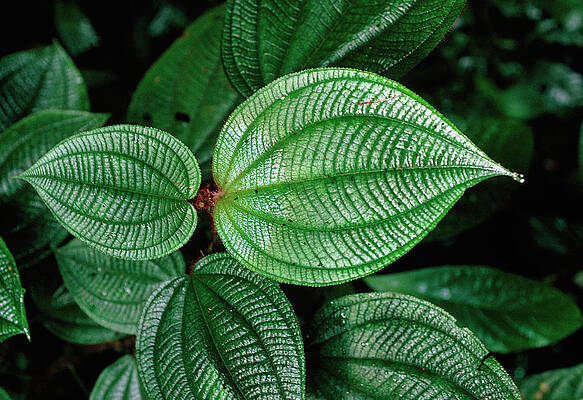 Melastomataceae leaves