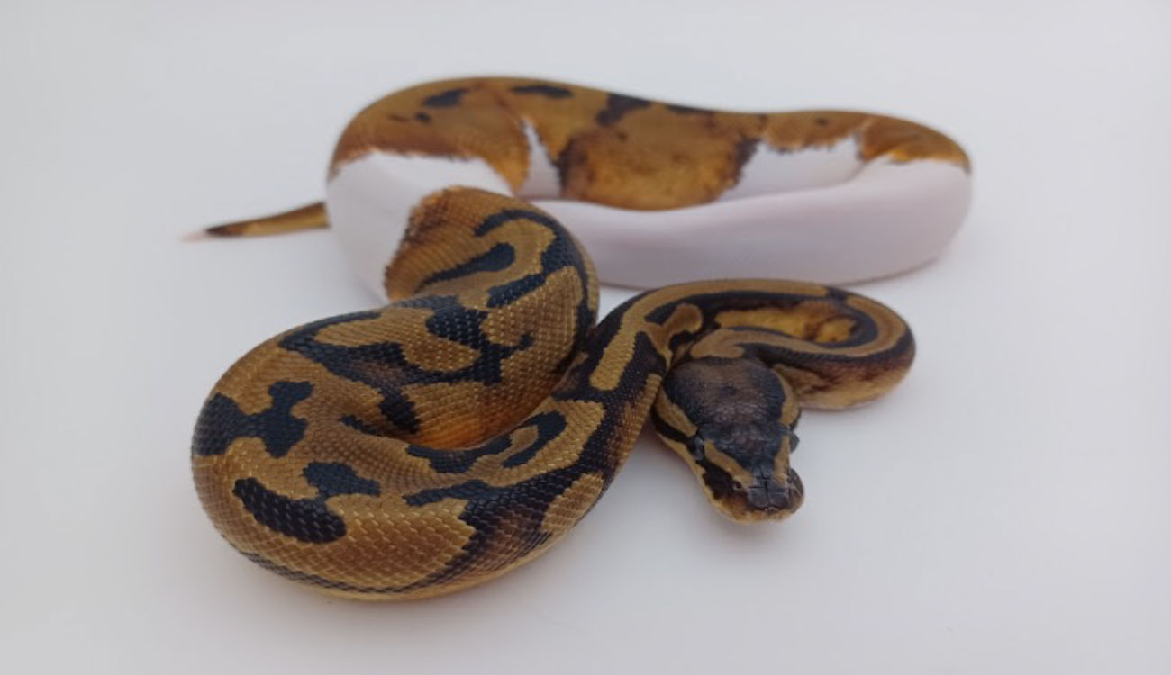 CRISPR Reptile Genetics Research
