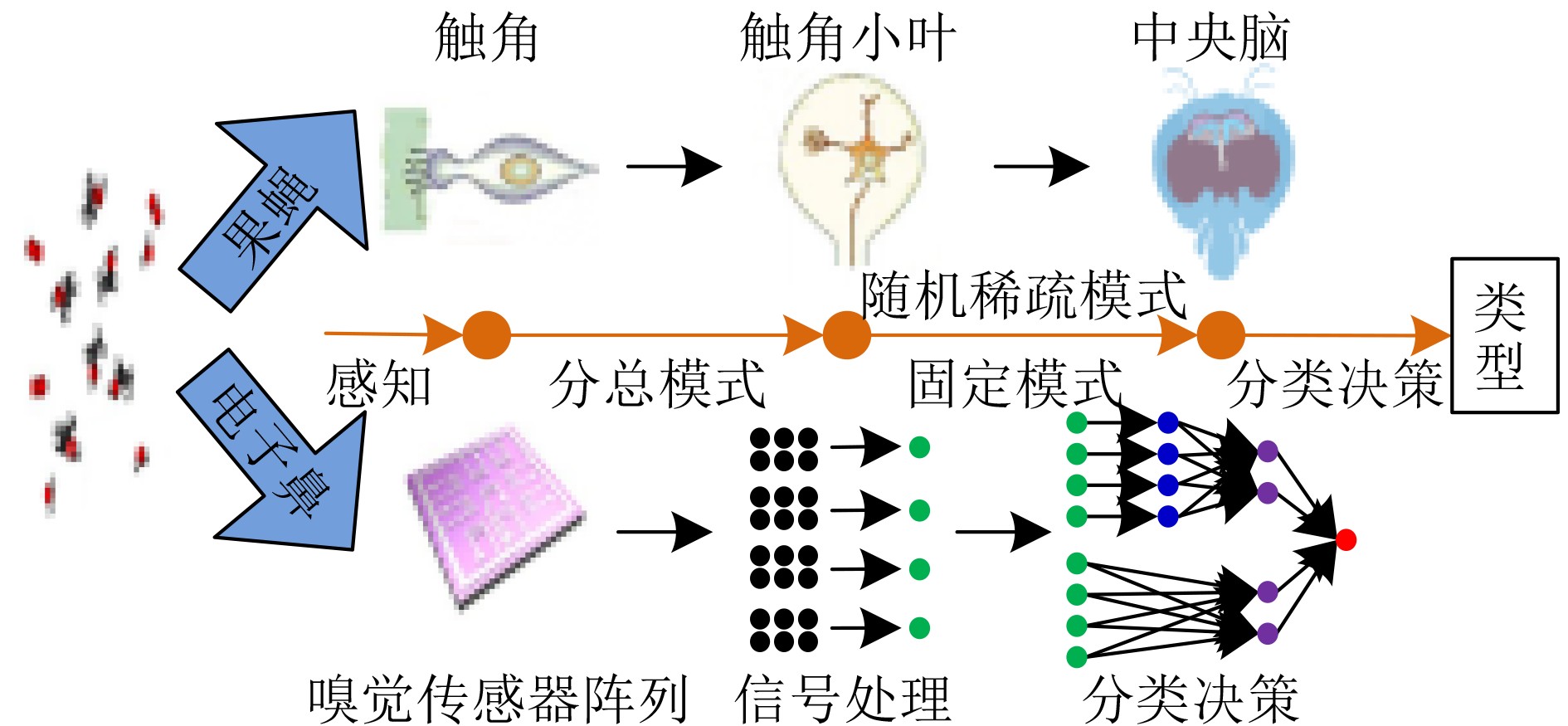 果蝇大脑嗅觉神经回路中投射神经元的连接结构示意图
