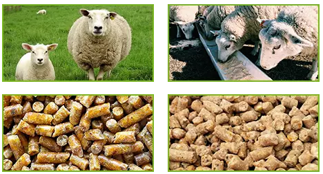 Aliments pour ovins et caprins