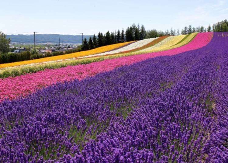 日本北海道富良野薰衣草花田景观
