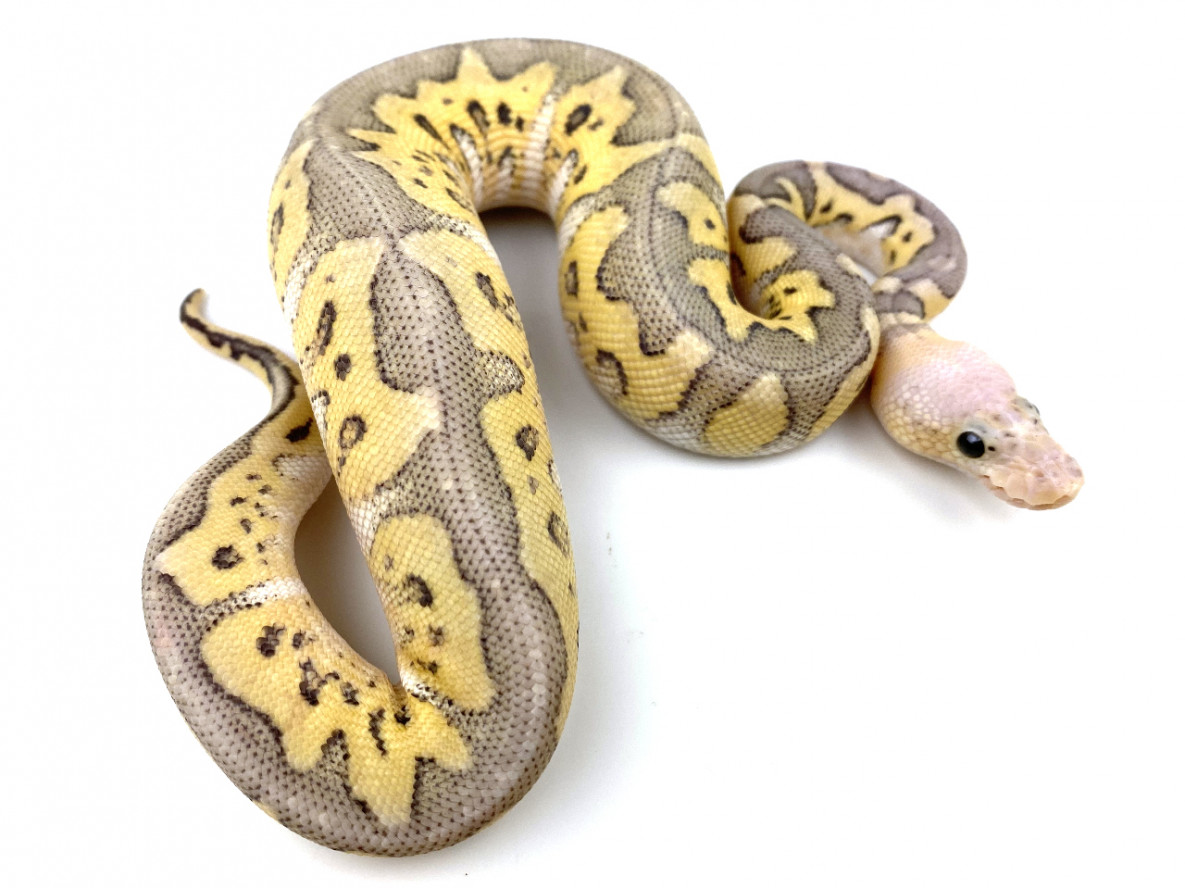 Ball Python Morph