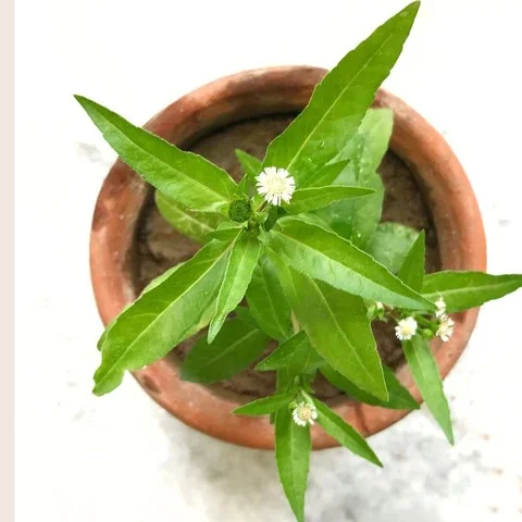 Bhringraj